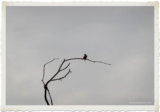 DSC01054RS.jpg