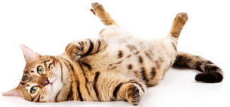 PlayfulBengal02.jpg